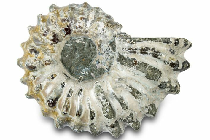 Bumpy Ammonite (Douvilleiceras) Fossil - Madagascar #308904